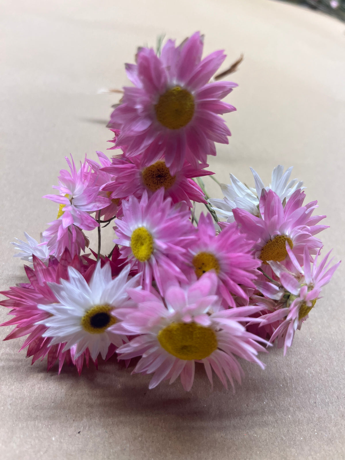 Dried Pink Straw Flower