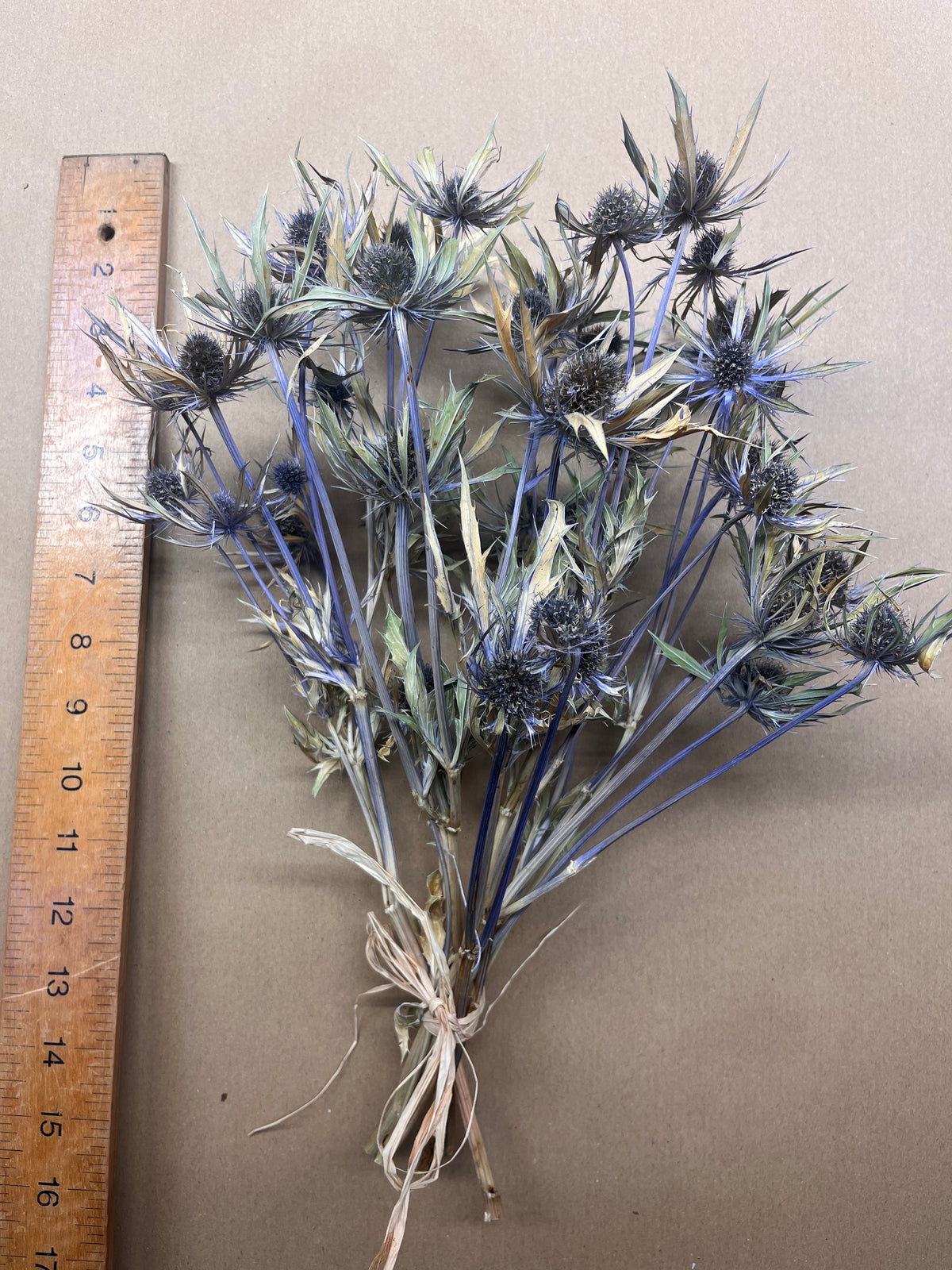 Dried Eryngium Neptune gold