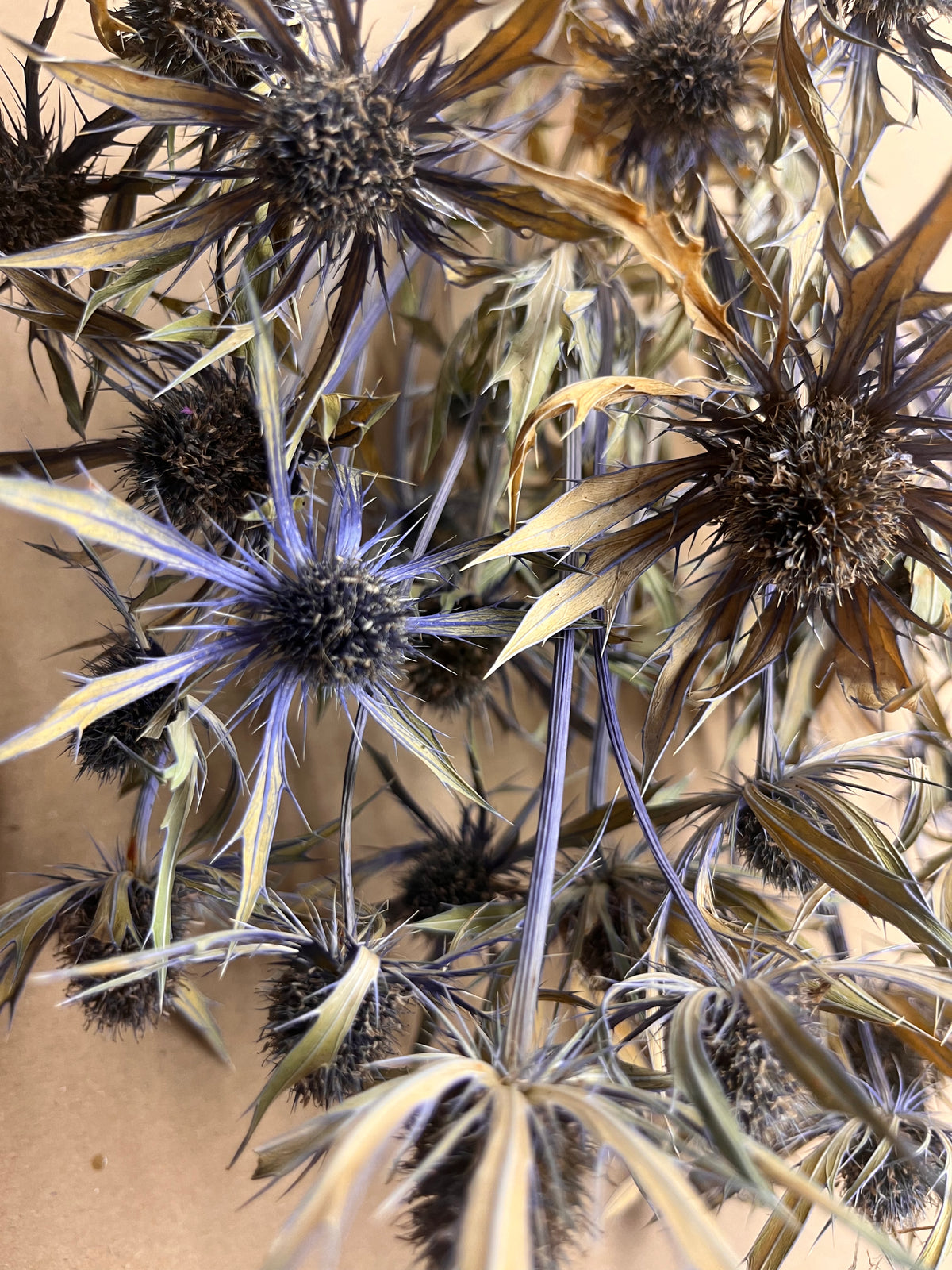 Dried Eryngium Neptune gold