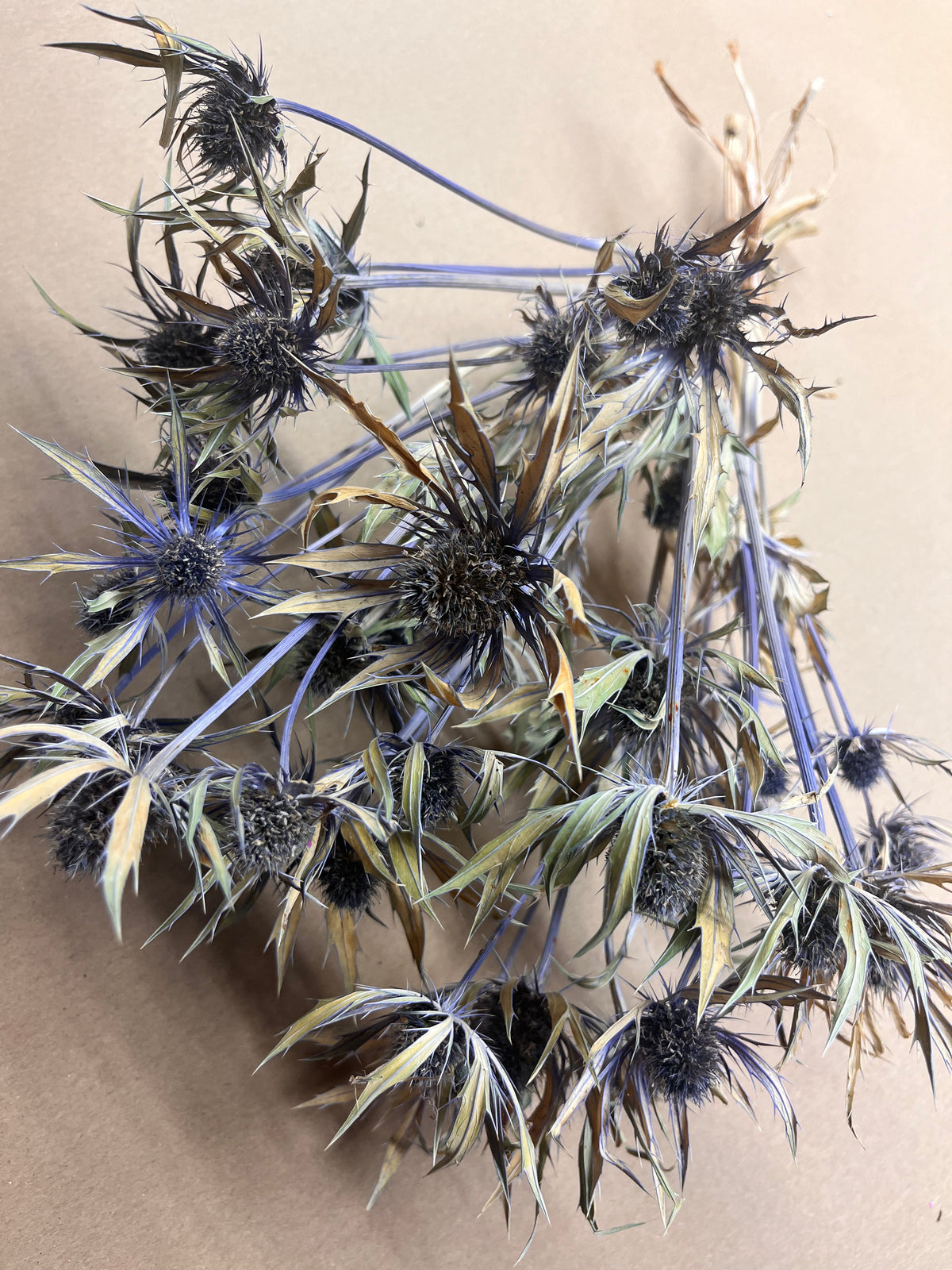 Dried Eryngium Neptune gold