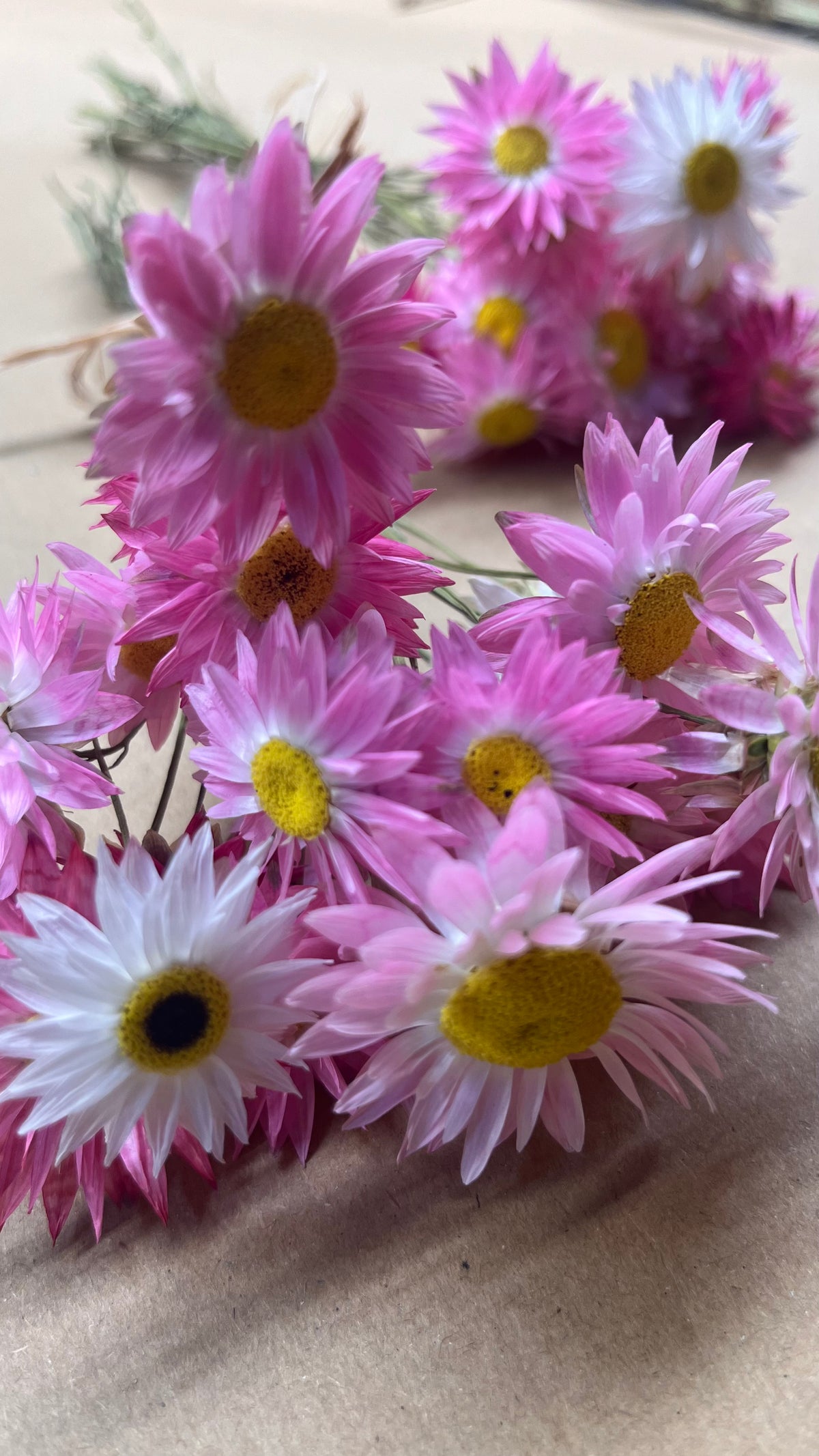 Dried Pink Straw Flower