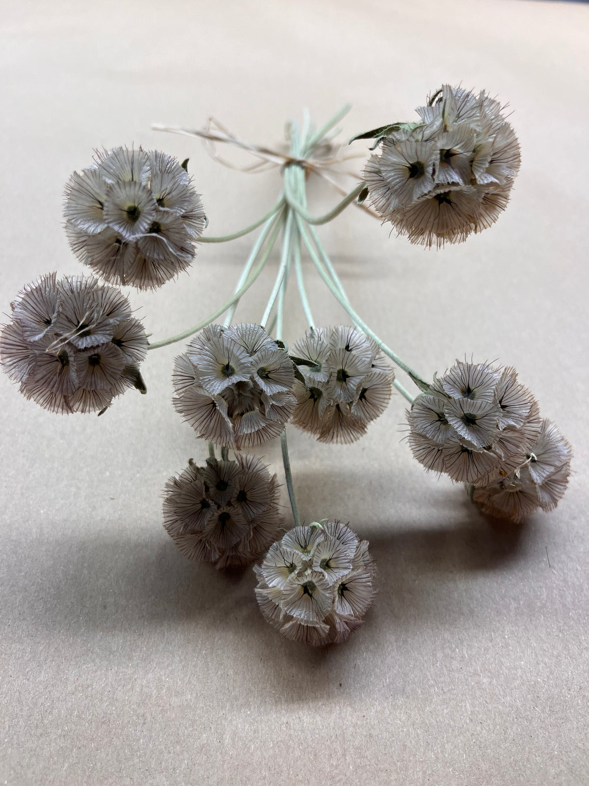 Dried Scabious Drumstick