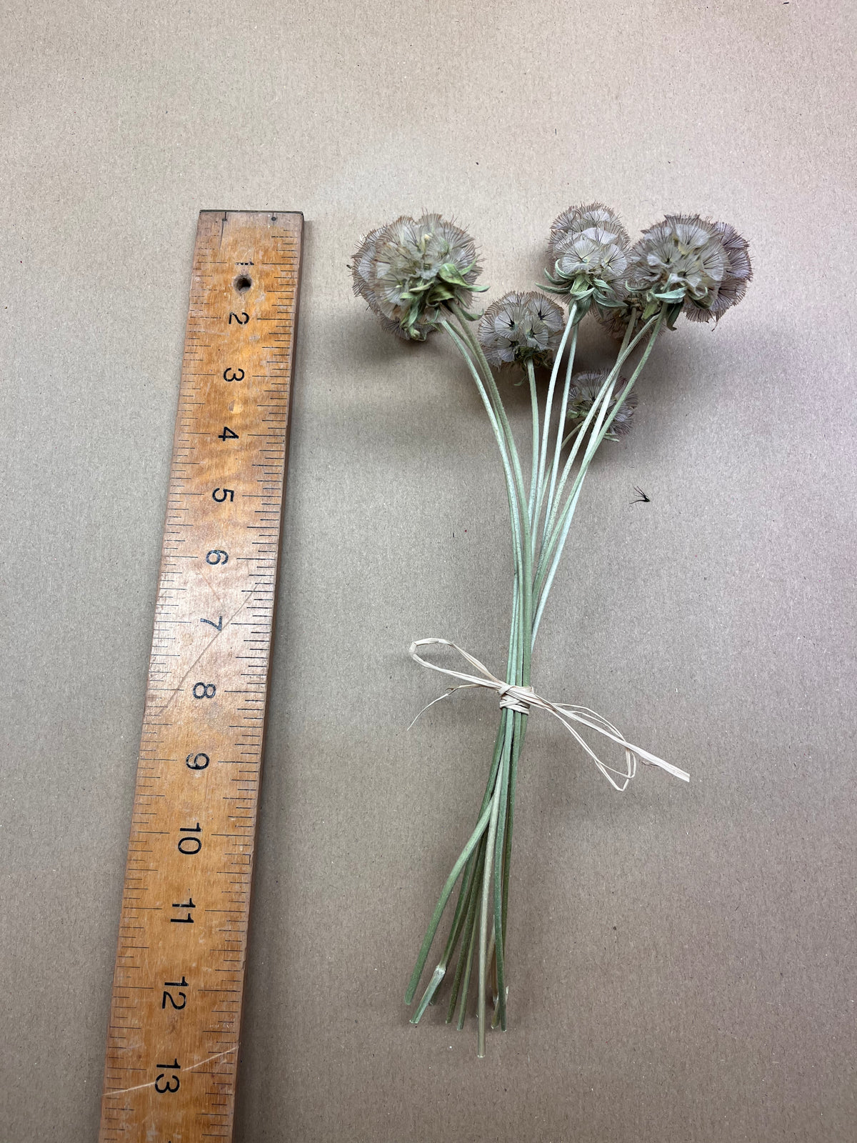 Dried Scabious Drumstick