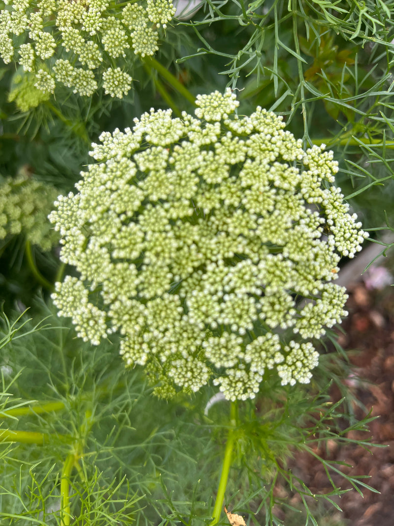Ammi