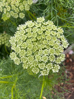 Ammi