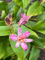 Toad Lily