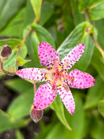 Toad Lily