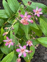 Toad Lily