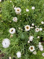 Helipterum roseum 'Pierrot'