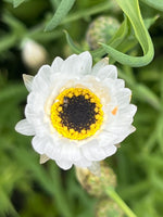 Helipterum roseum 'Pierrot'