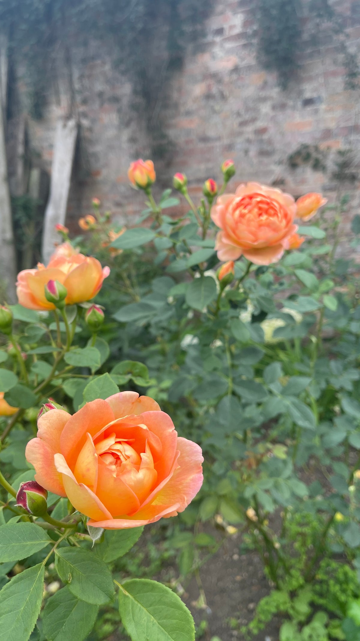 Valentine's Pick-Your-Own Voucher