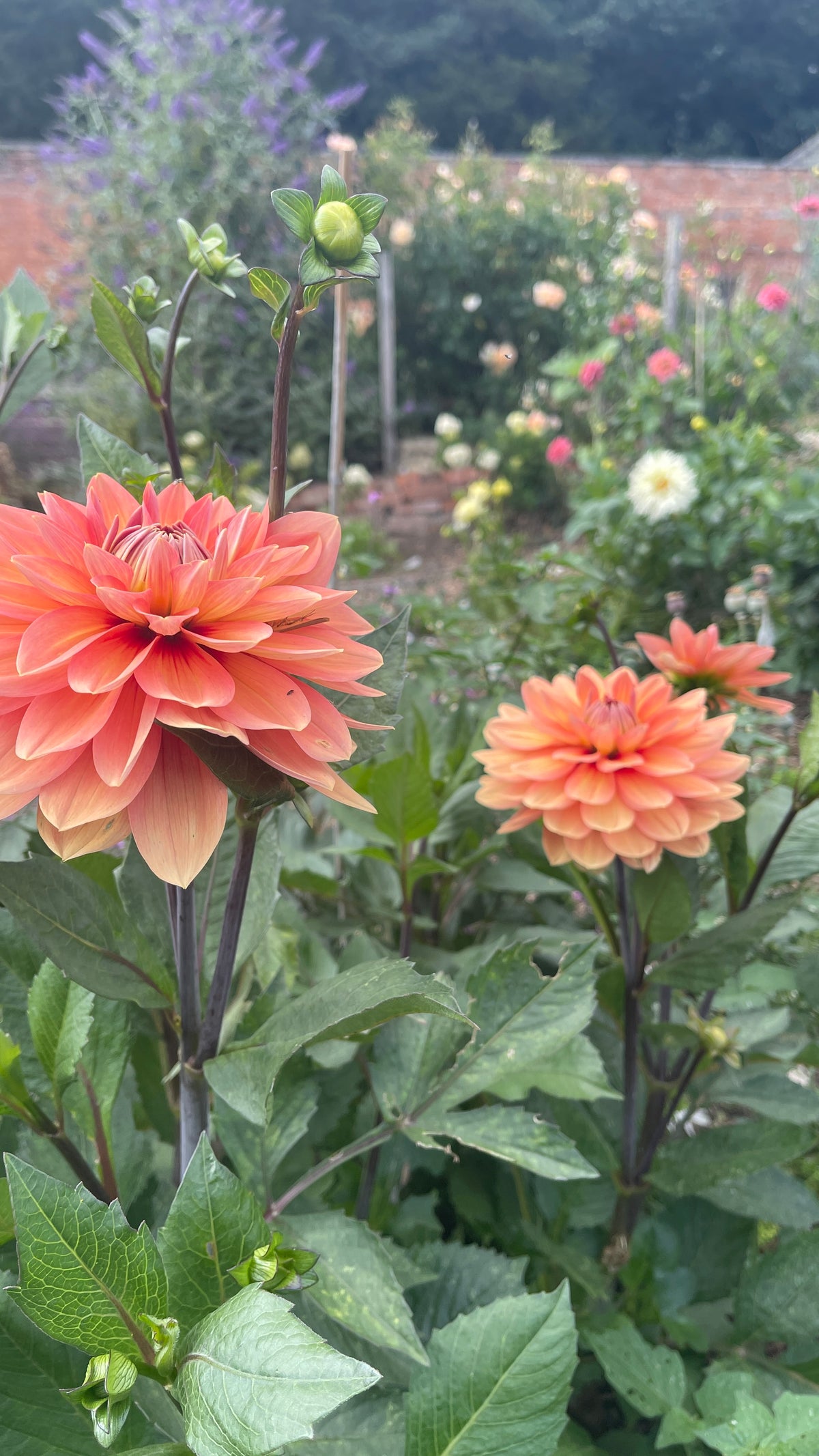 Dahlias - Orange shades