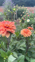 Dahlias - Orange shades