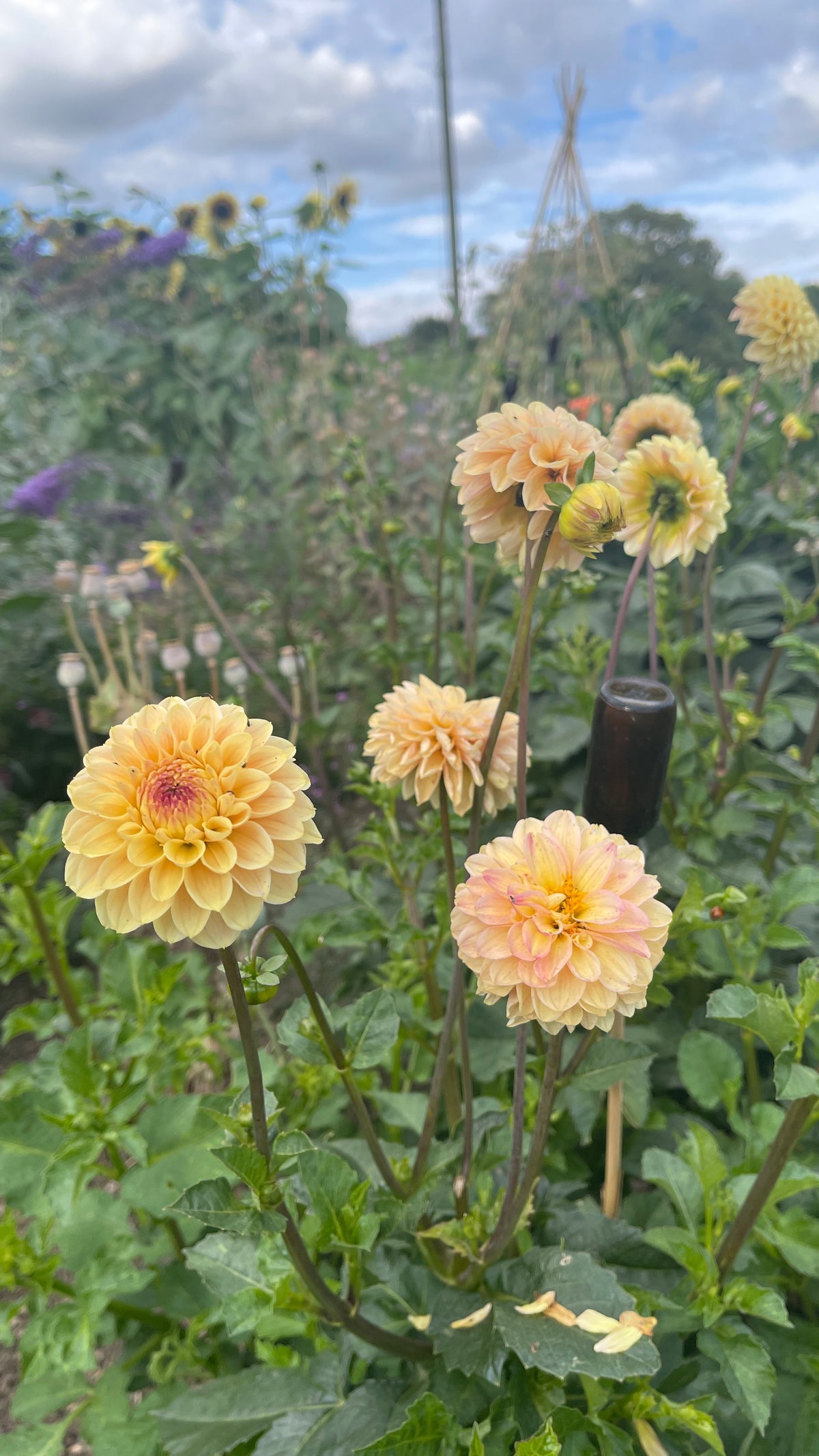Dahlias - Yellow Shades