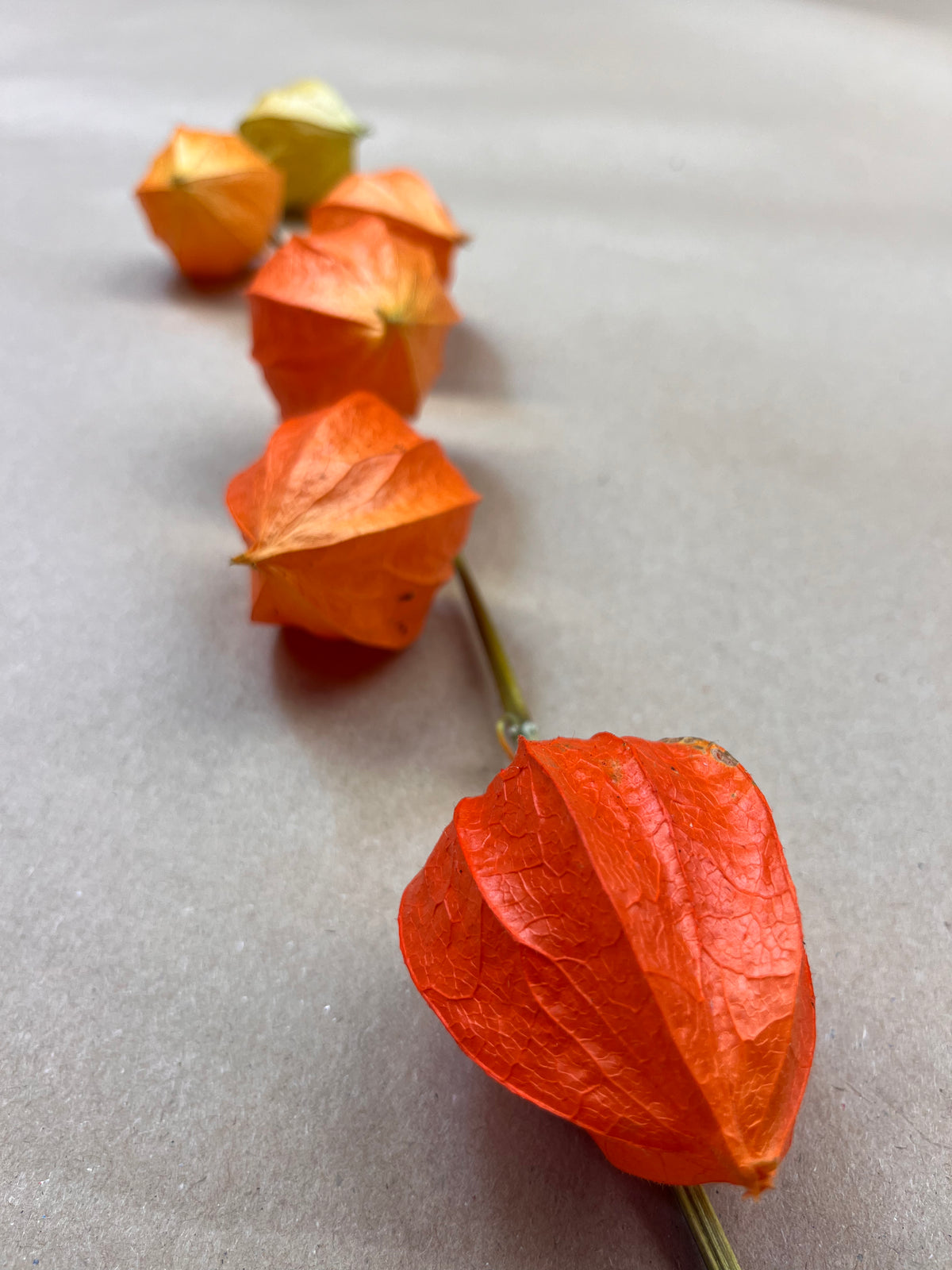 Dried Physalis