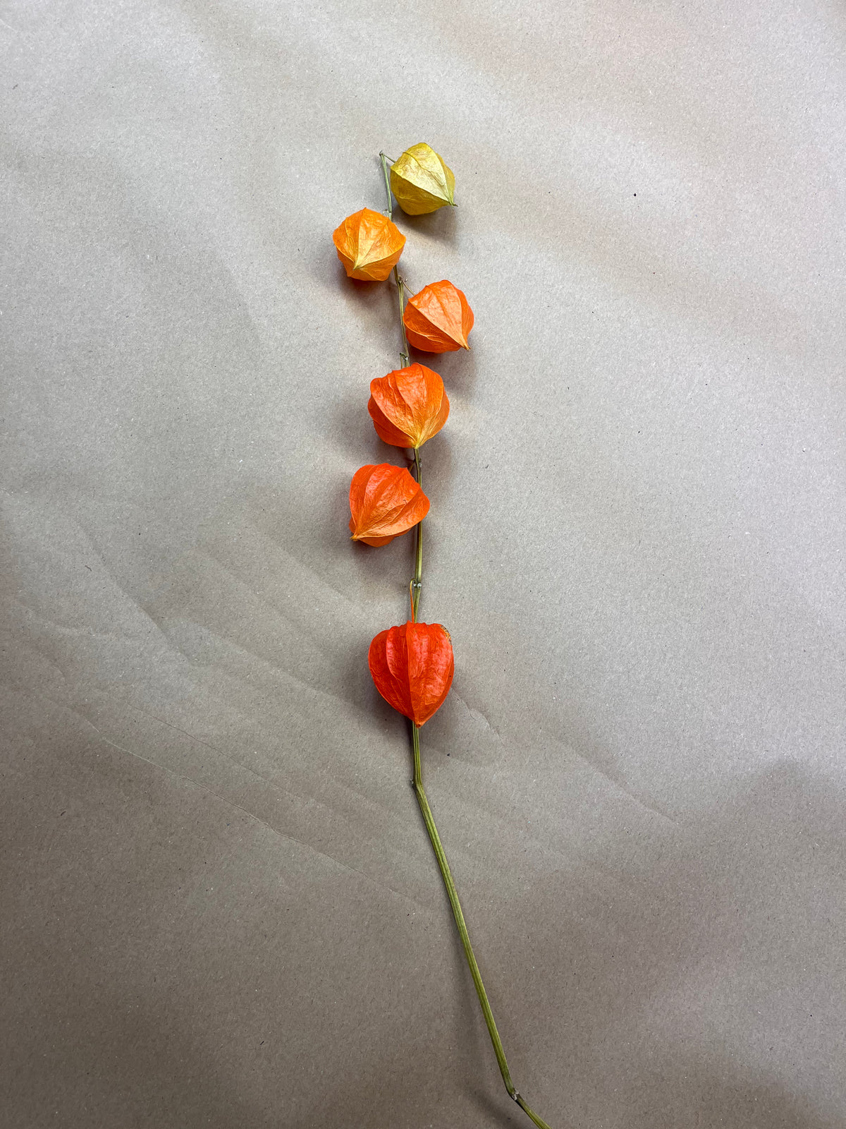 Dried Physalis