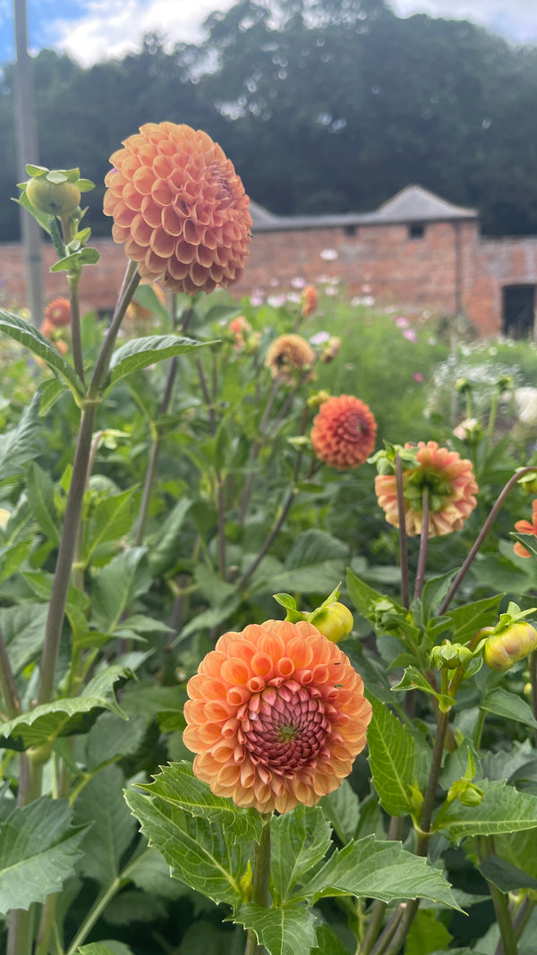 Dahlias - Orange shades