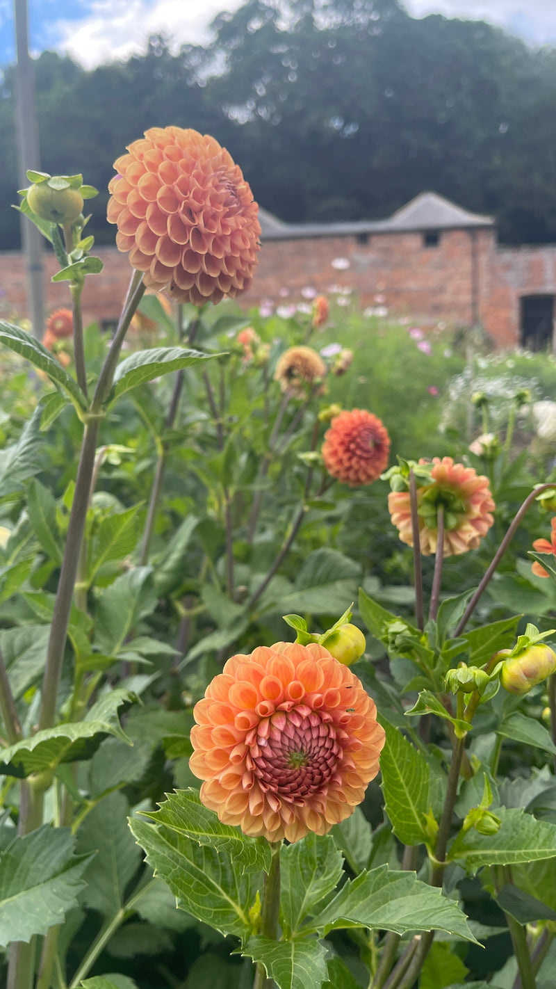 Dahlias - Orange shades