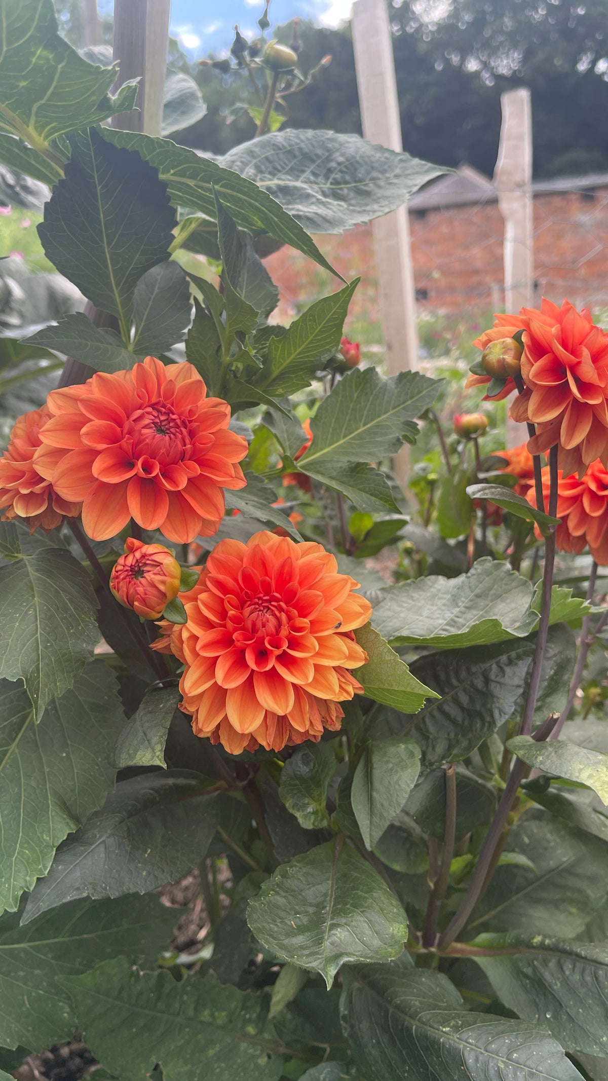 Dahlias - Orange shades