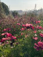 Pick-Your-Own Voucher For Two