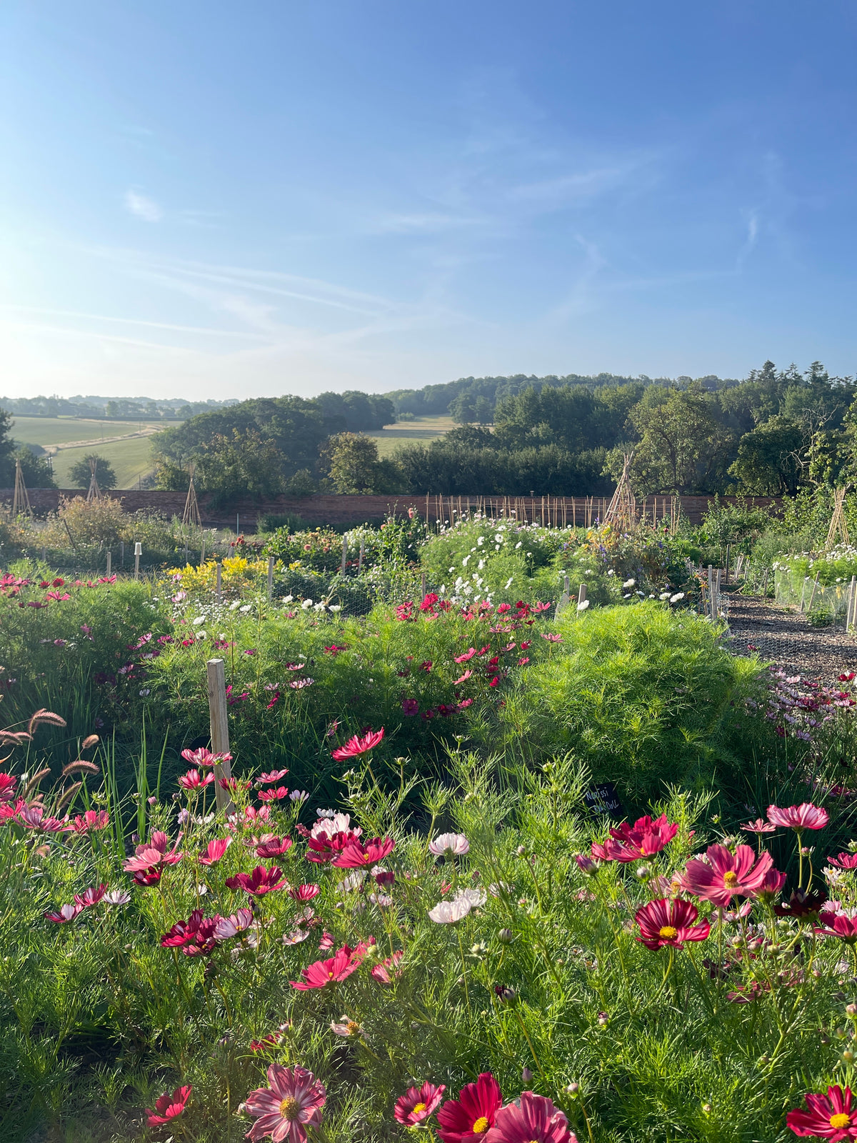 Valentine's Pick-Your-Own Voucher