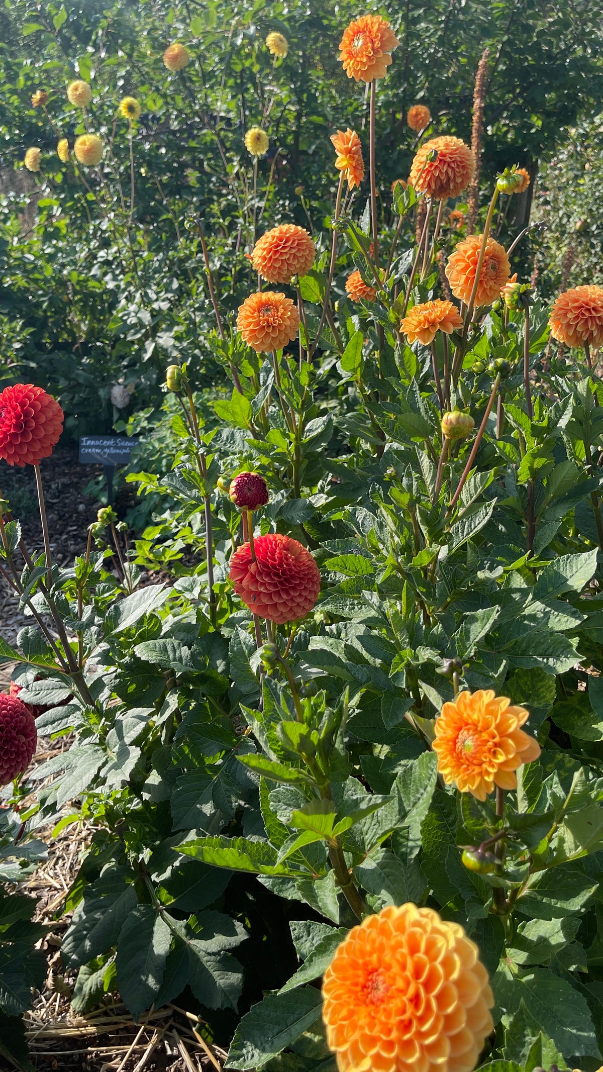 Dahlias - Orange shades