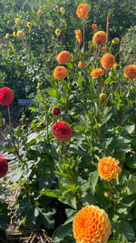 Dahlias - Orange shades