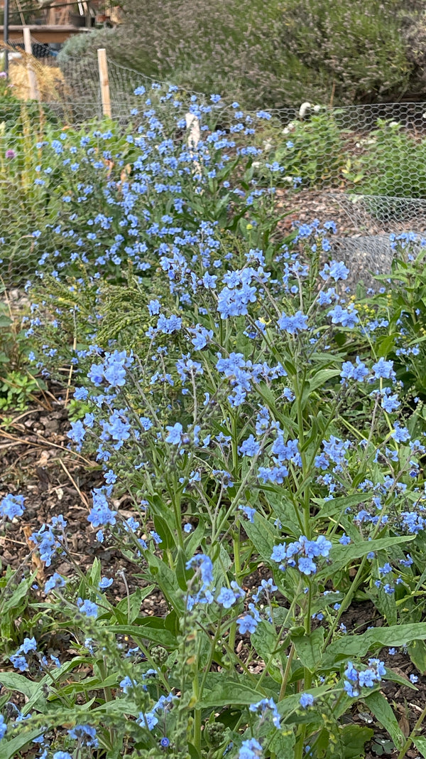 Chinese Forget-Me-Not (Pink & Blue)