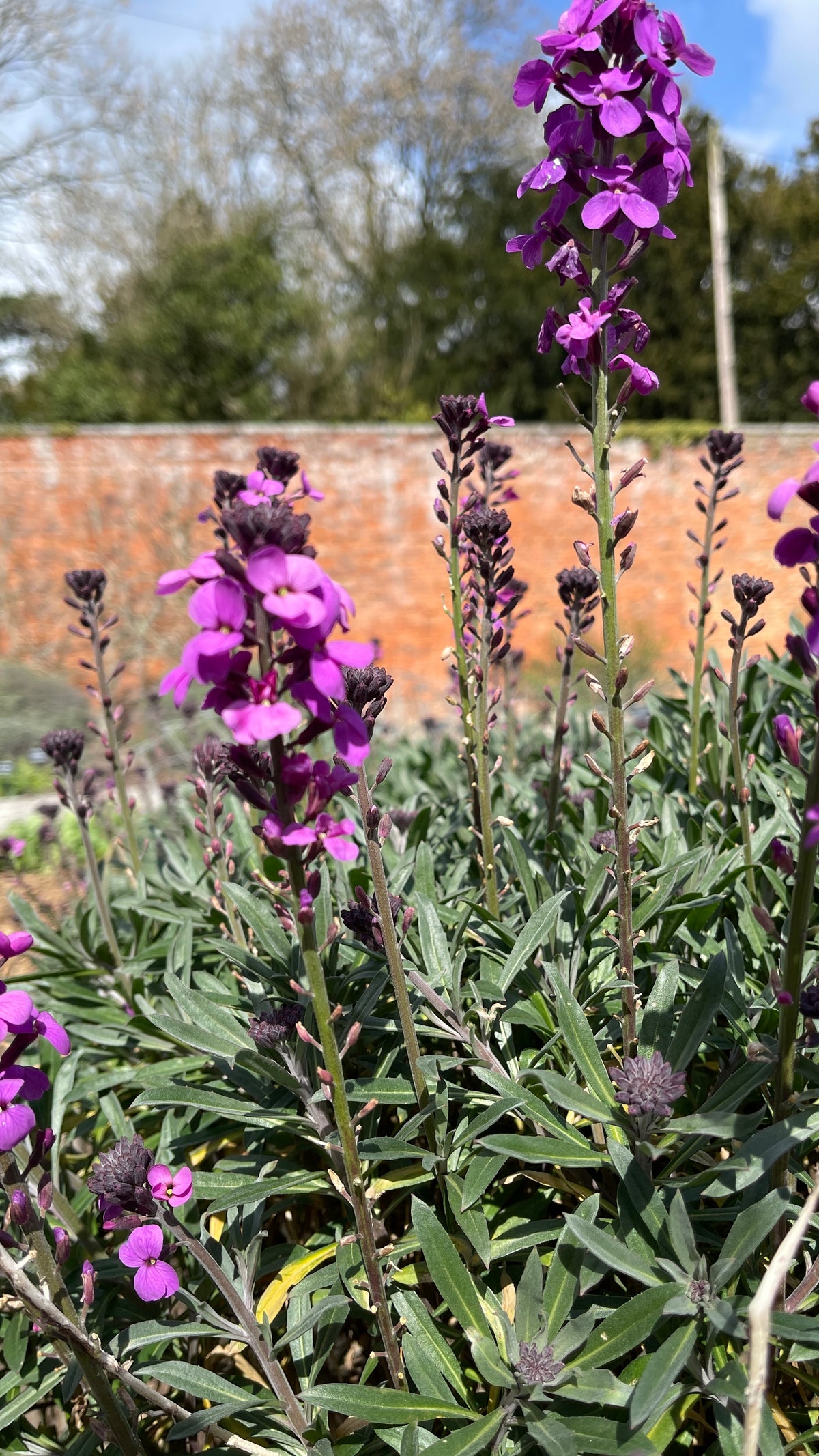 Erysimum
