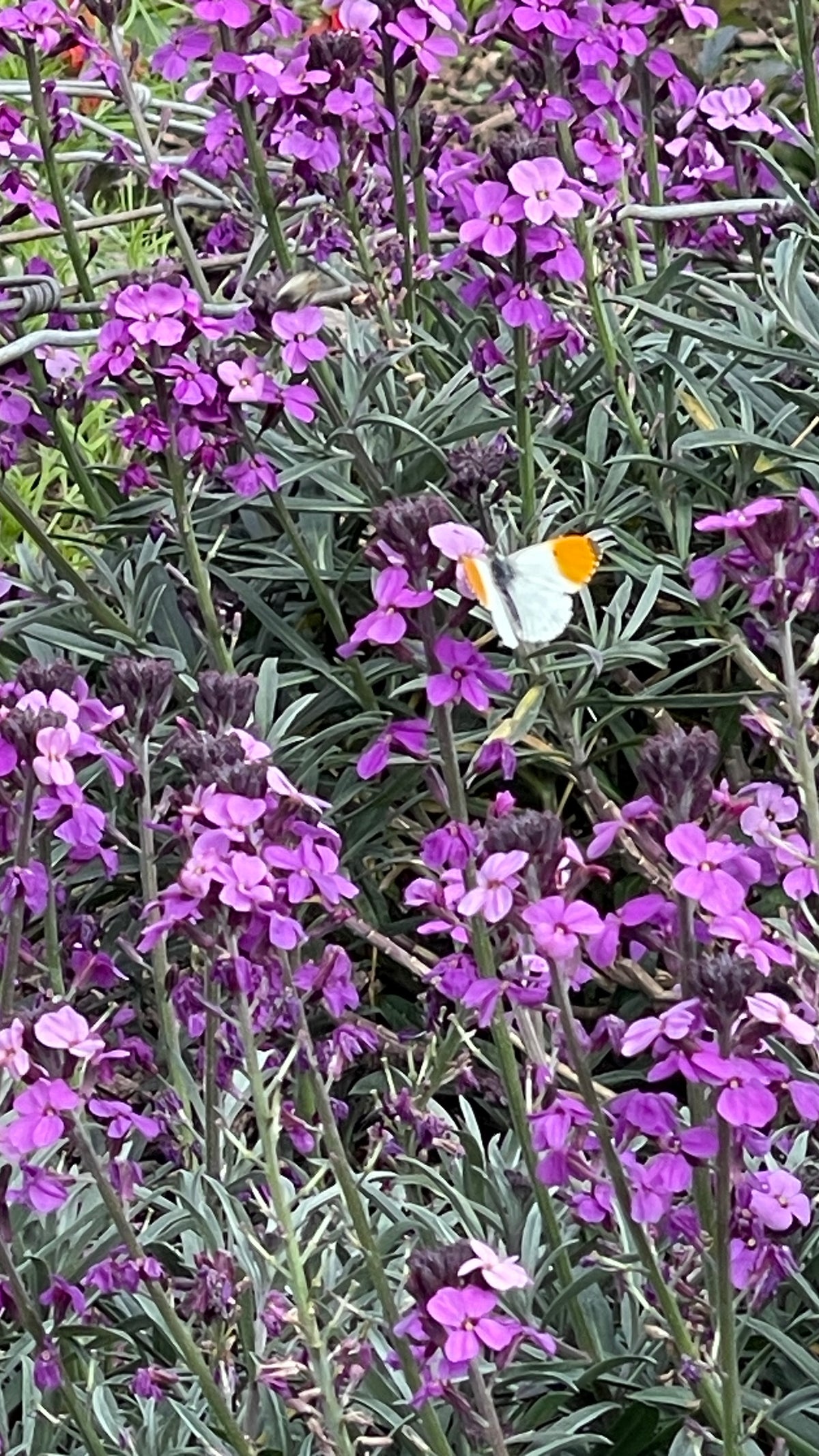 Erysimum