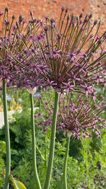 Allium - In Variety