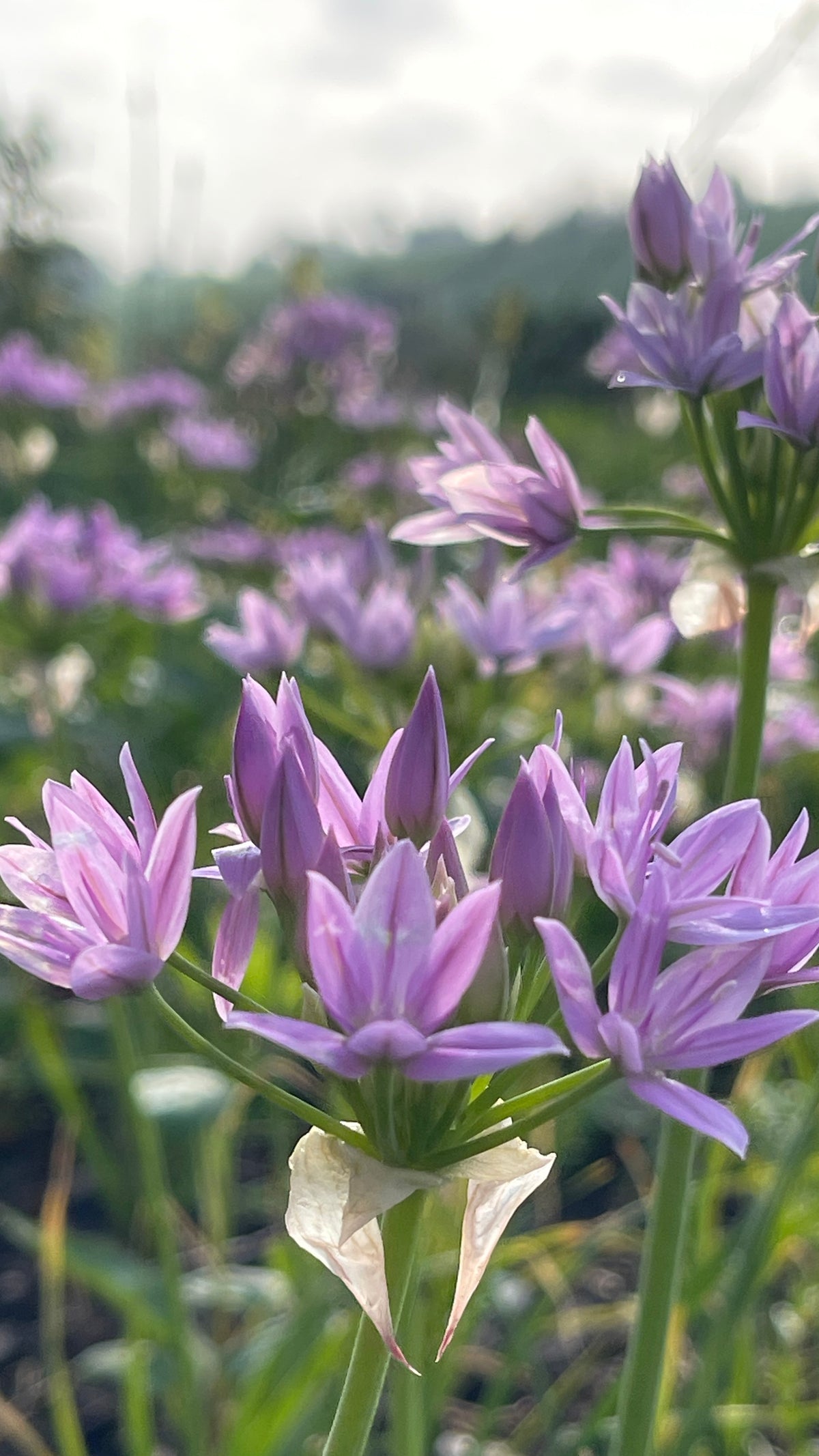 Allium - In Variety