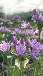 Allium - In Variety