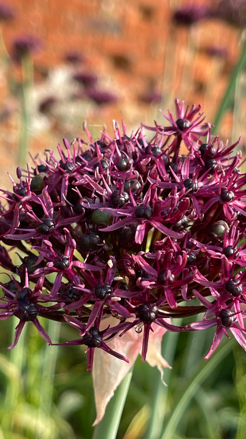 Allium - In Variety