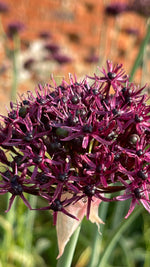 Allium - In Variety