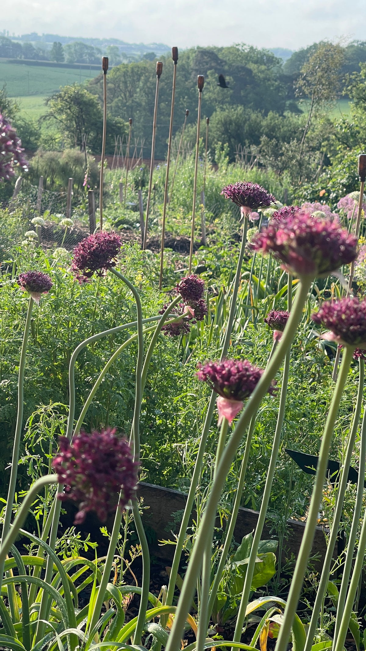 Allium - In Variety