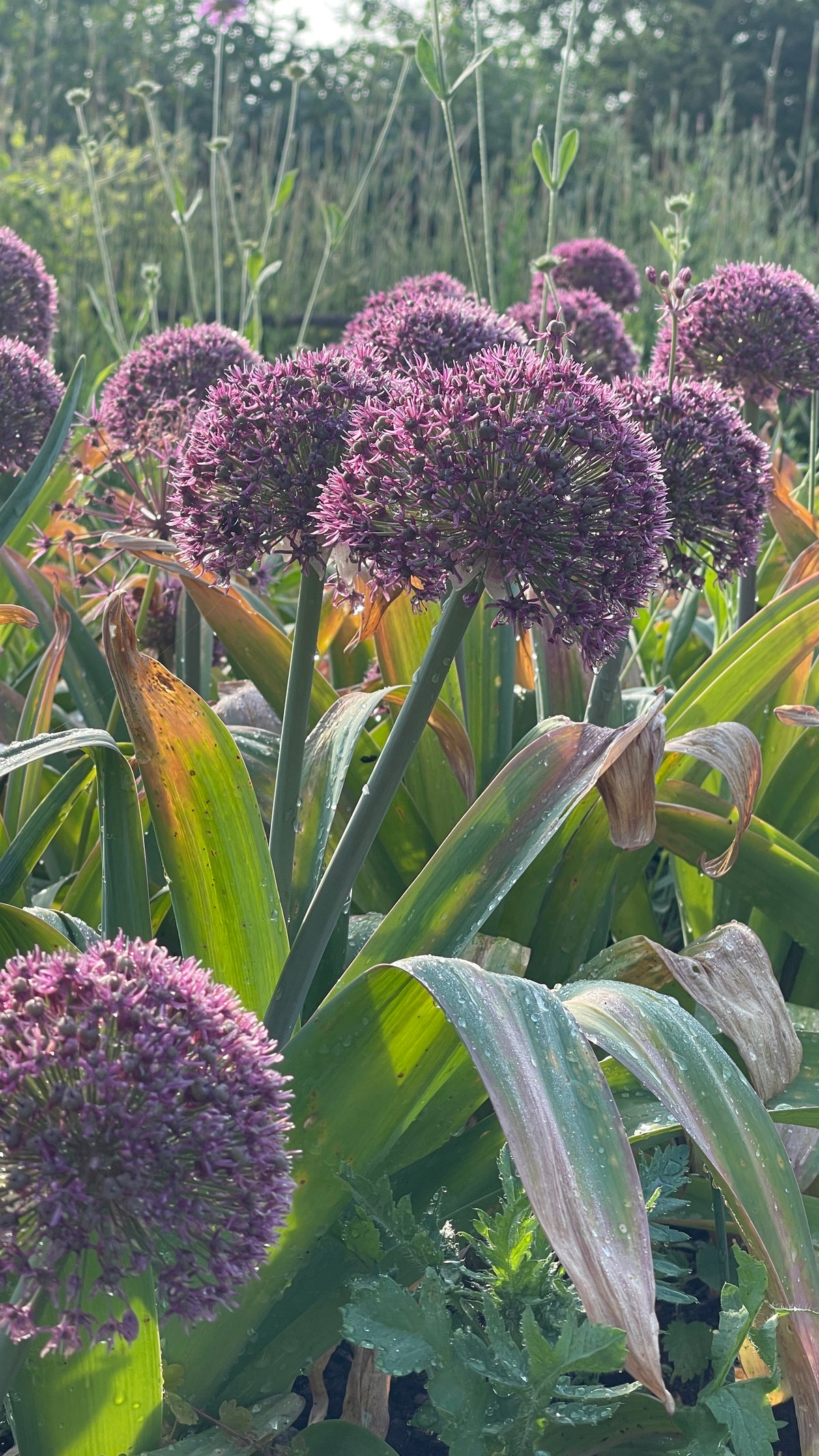 Allium - In Variety