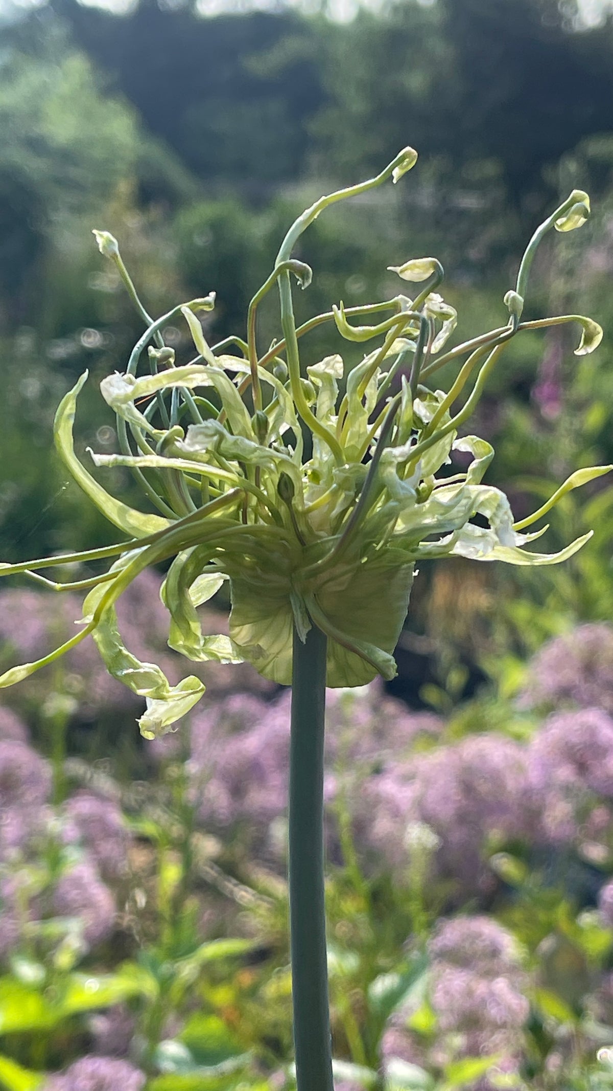 Allium - In Variety