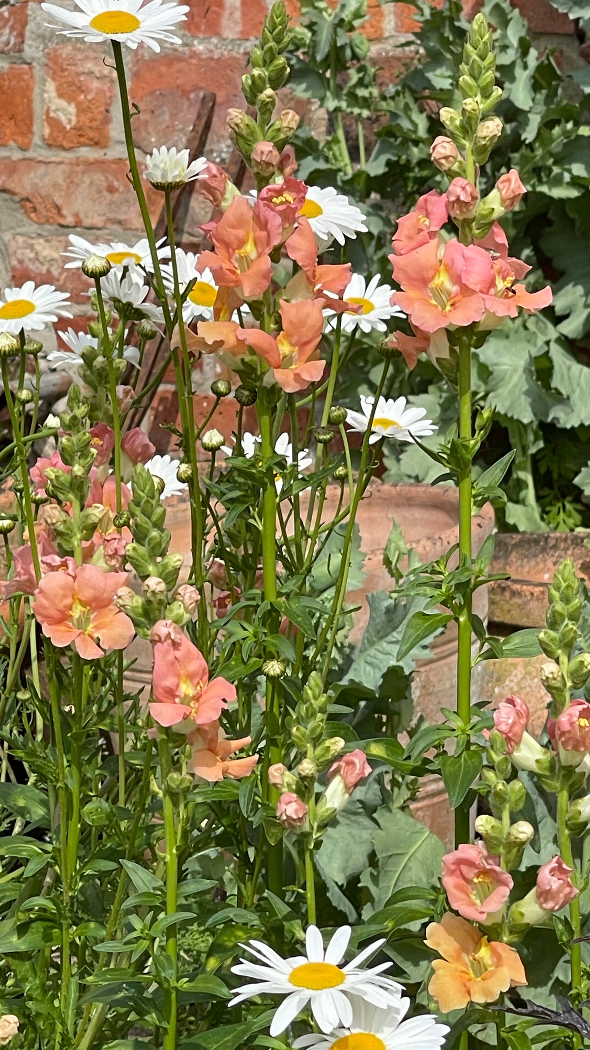 Antirrhinum (Snapdragon)
