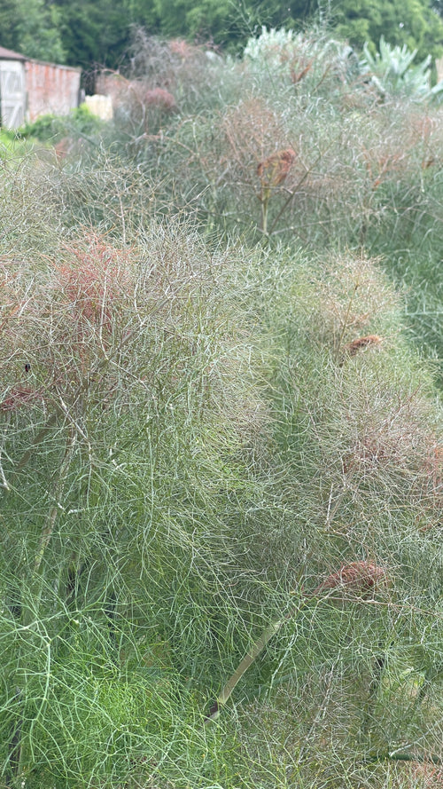 Fennel