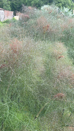 Fennel