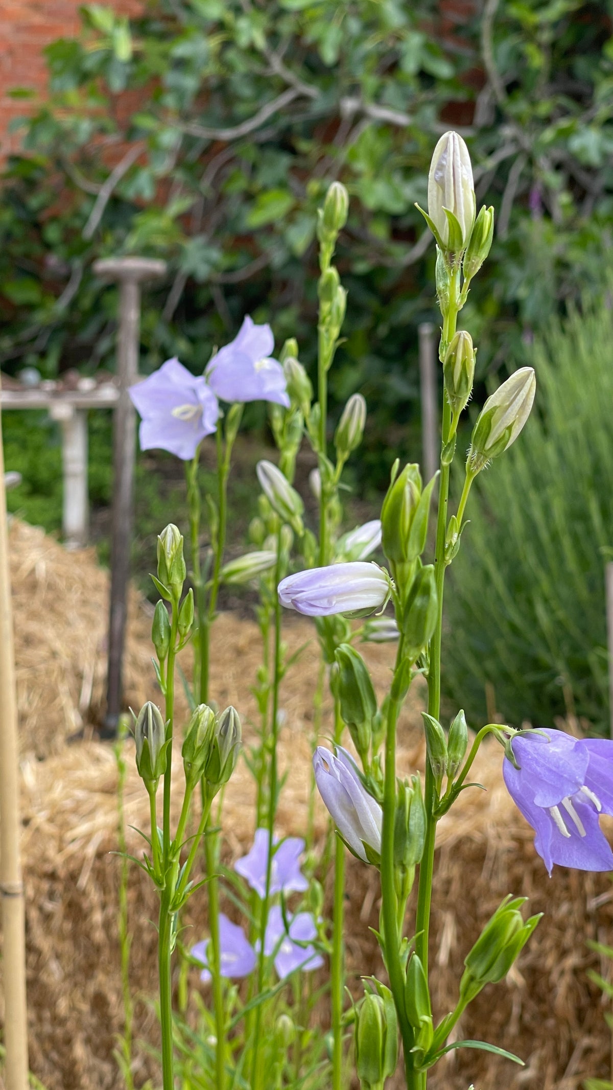 Campanula - 'Telham Beauty'