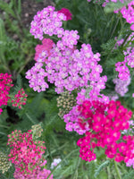 Achillea Cerise Queen