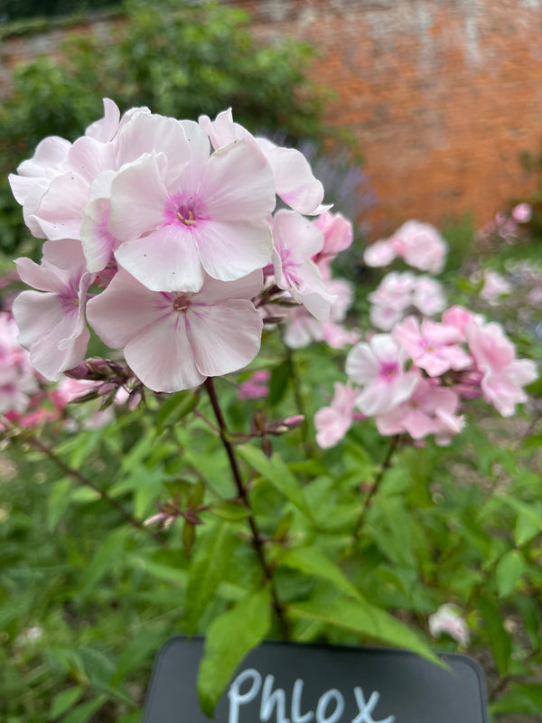 Perennial Phlox - Pink