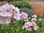 Phlox - Pink