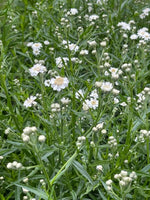 Achillea 'The Pearl'