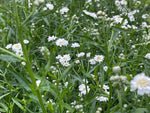 Achillea 'The Pearl'