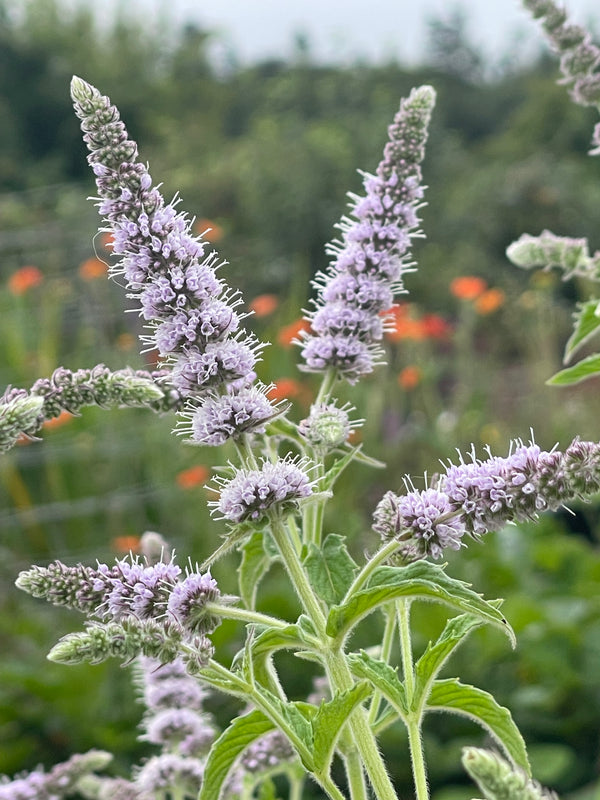 Mint - Buddleia Mint