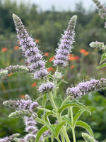 Buddleia Mint