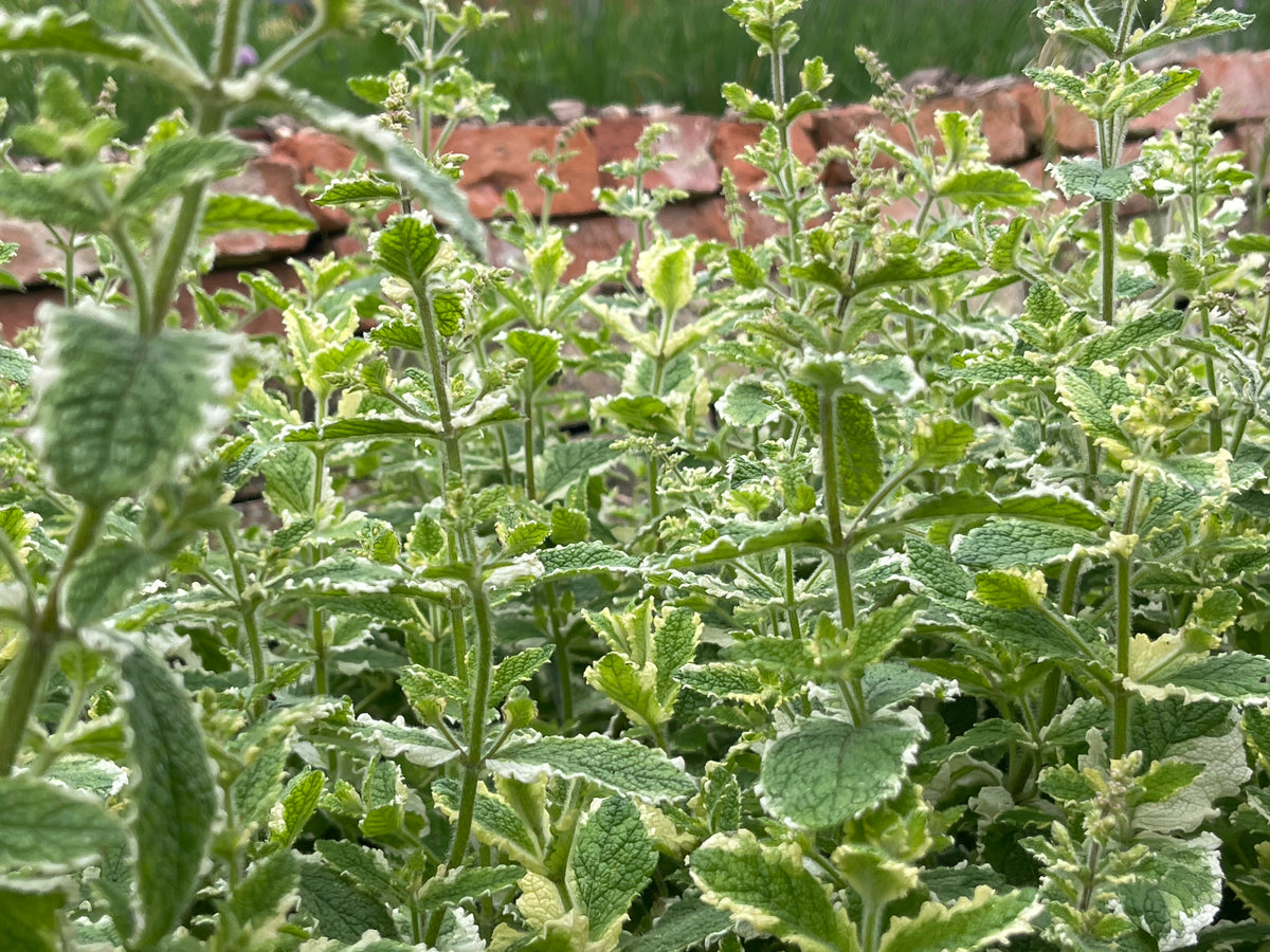 Variegated Pineapple Mint